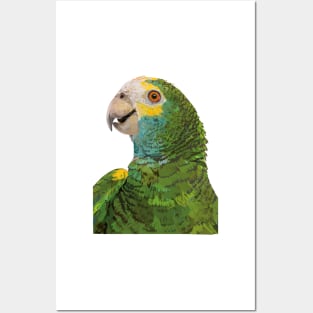 Yellow-shouldered Amazon Posters and Art